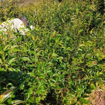 红椎袋苗红椎杯苗两年生红椎袋苗基地供应红椎杯苗