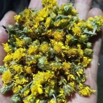 伏牛山野菊花新货，可根据您需求做规格。采的种子和根苗也有