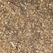 纯新二年白芷种子，保出苗率提供技术与指导包回收