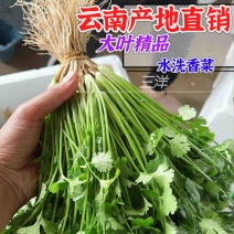 云南直销水洗香菜泡沫箱常年发贵阳湖南等欢迎合作对接