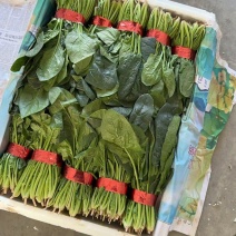 《菠菜》山东大叶菠菜供应各大市场电商商超欢迎前来选购