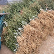 枸橘苗篱笆用苗四季常青不落叶