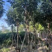 紫花风铃木米径8公分-10公分基地直发