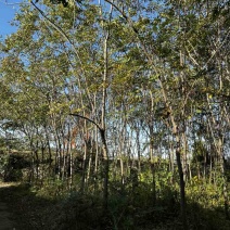黄山栾树