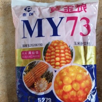 黄金粮my73玉米种子矮杆耐密籽粒金黄倒玉米种子量大联系