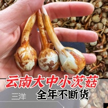 云南慈菇新鲜茨菇实力代办，欢迎合作，一件代发整车物流快递