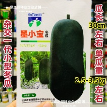小黑冬瓜种子杂交迷你冬瓜墨小宝黑皮种子早熟高产墨绿色冬瓜