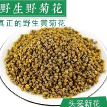 野生菊花头采黄金菊花
