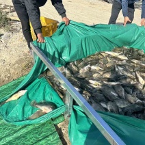 高邮大桂鱼