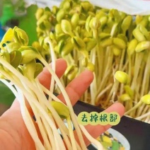 水培黄豆芽