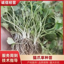 【精品】猫爪草苗基地直供改良紫杆品种高产抗病能力强