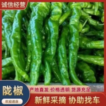 广东精品陇椒、螺丝椒，大棚基地现摘直发，全国供应。