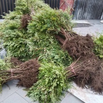 南天竹苗/1年2年都有/自家种植/价格便宜/欢迎来电