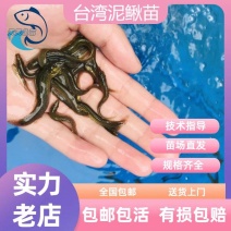 台湾泥鳅苗新鲜幼苗小泥鳅本地活体圆鳅苗青鳅量大从优