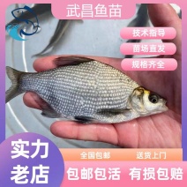 优质武昌鱼苗边鱼鳊鱼淡水活体养殖三角边鱼渔场直供量大从优