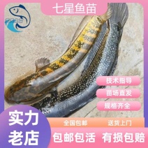 七星鱼苗月鳢鱼山斑鱼花星鱼观赏鱼广州包邮渔场直供量大从优