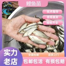 优质鲤鱼苗建鲤鱼苗兴国鲤鱼苗大种鲤鱼苗放生广州包邮