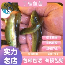 丁桂鱼苗丁贵鱼苗丁岁鱼苗冷水广州淡水包邮渔场直供量大从优