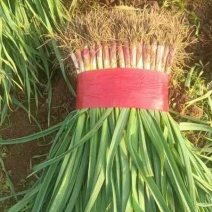 红根蒜苗