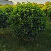 非洲茉莉球80-2米高大量出售自家基地现货需要联系