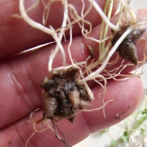 猫爪草种苗两年家种驯化苗