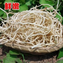 鱼腥草折耳根节节根新鲜鱼腥草一手货源产地发货