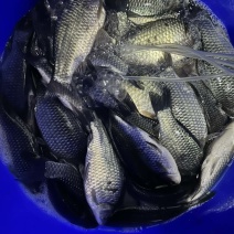 鲫鱼