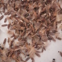 白术种子