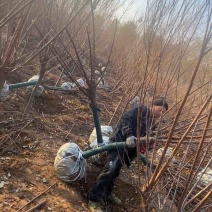 李子树清地处理，价格实惠量大从优欢迎来电