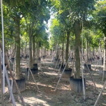桃花心木5-20分，低价出售