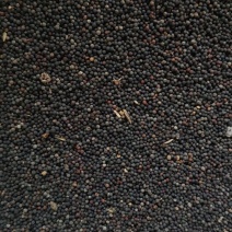 大量油菜籽