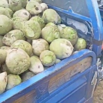 大量供应芥菜头，大吨位接单，基地出货，无糠心，黑心