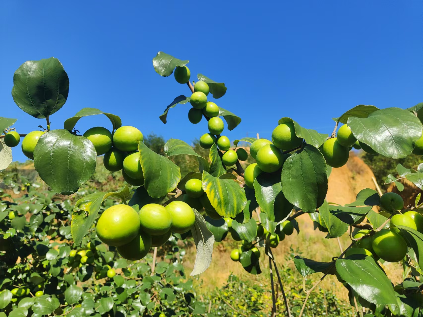 青枣整齐摆放在竹匾中,阳光透过窗户照射,背景为阳台晾晒环境 青枣自然晾晒场景