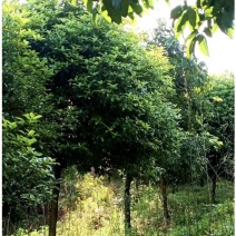 桂花树大约1500棵，树高2米多，在马路旁边好采挖