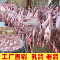 老鸽子，乳鸽，鸽肉，量大优惠产地发货欢迎来电咨询
