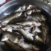 鱼