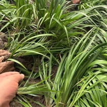 【红根】野生药用石菖蒲种苗小石菖蒲苗大宽叶石菖蒲货源稳定