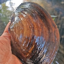 河蚌