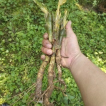 通草苗四川正宗大通草苗高杆青皮，现挖现发