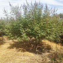 基地供应穗花牡荆高度2米2.5米木本薰衣草庭院绿化