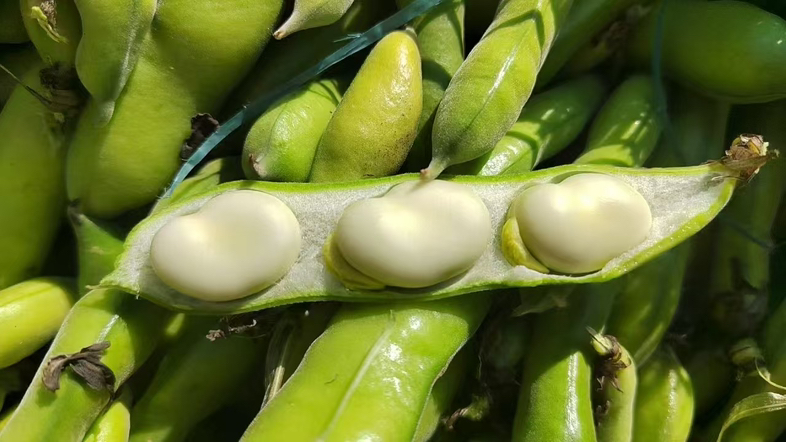 蚕豆种子特写：不同品种与成熟度对比