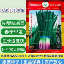 久星九号韭菜种子耐热抗病高产韭菜种春季早发生长快红根韭菜