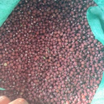 自家红小豆