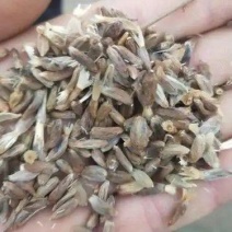 白术种子