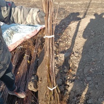 鸡心果树苗，自家苗木，质量好，价格低