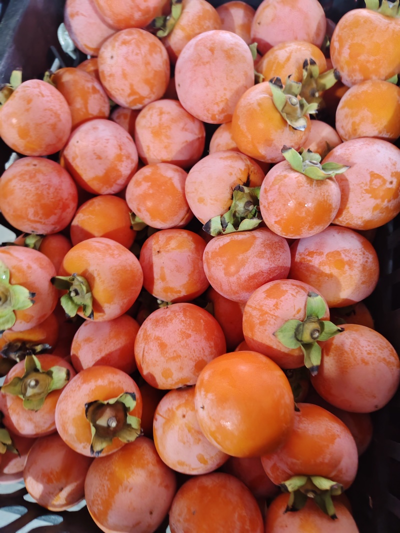 陕西正宗火葫芦柿子口感脆甜不涩无擦伤黑点!