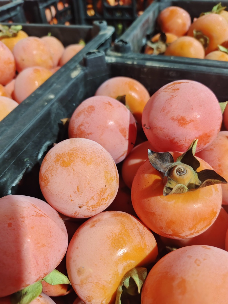 陕西正宗火葫芦柿子口感脆甜不涩无擦伤黑点!