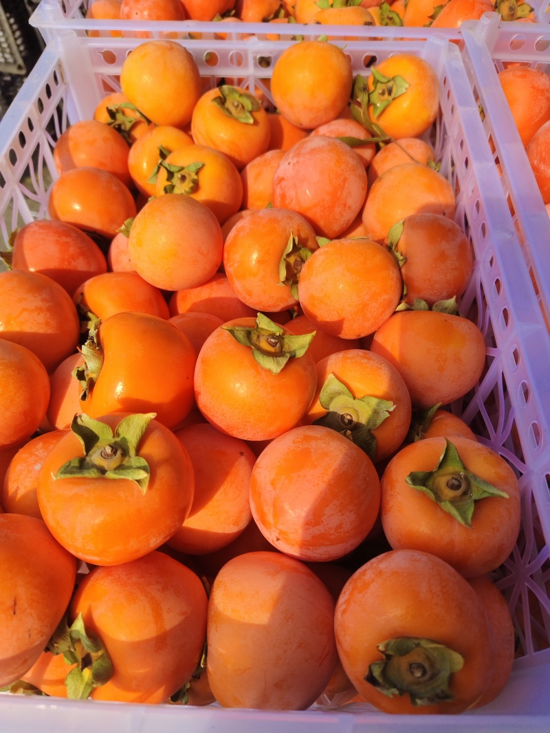 陕西正宗火葫芦柿子口感脆甜不涩无擦伤黑点!