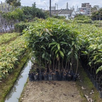 芒果树