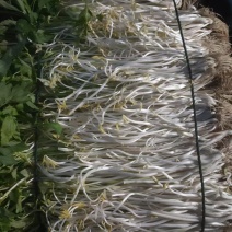精品芹芽